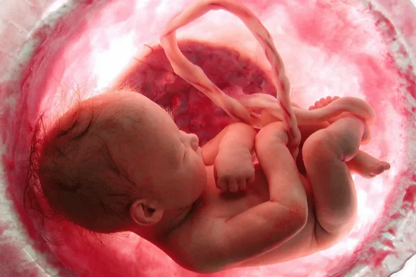 acompanhamento fetal